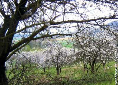irr&eacute;el pastoral