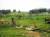 paysage bucolique