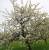 au pays des arbres en fleurs