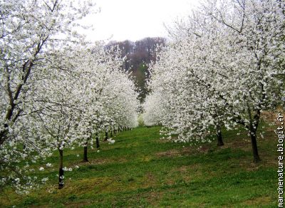 all&eacute;e des d&eacute;lices