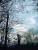sombre sous-bois